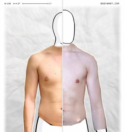 Torso Comparison