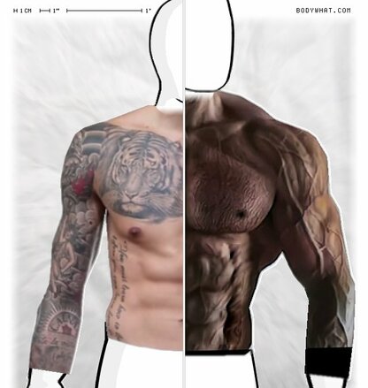 Torso Comparison