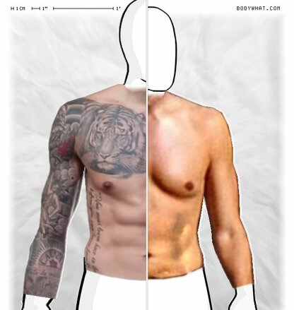 Torso Comparison