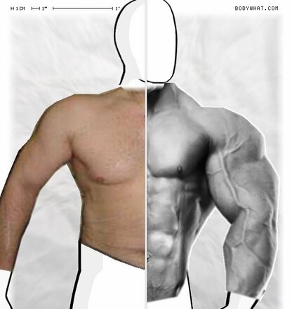Torso Comparison