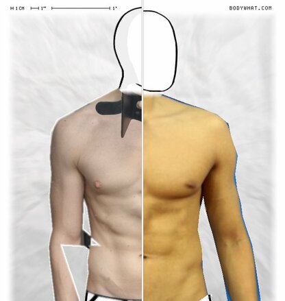 Torso Comparison