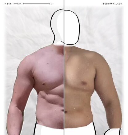 Torso Comparison