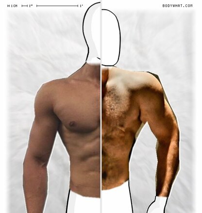 Torso Comparison
