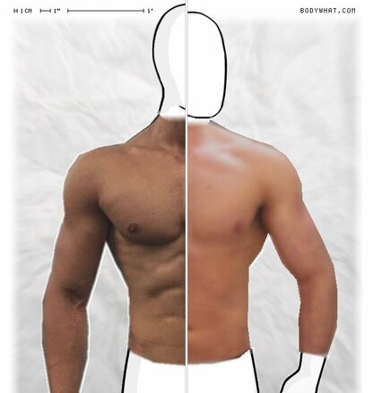 Torso Comparison