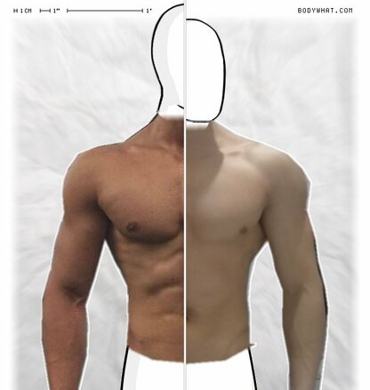 Torso Comparison