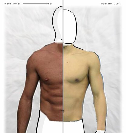 Torso Comparison