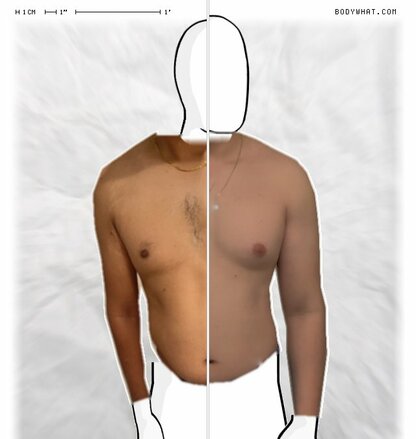 Torso Comparison
