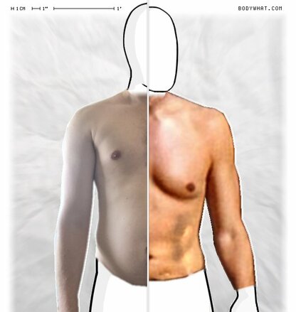 Torso Comparison