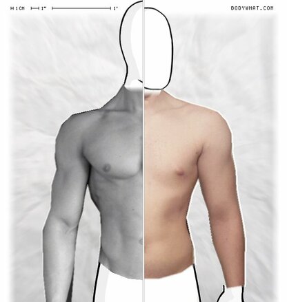 Torso Comparison