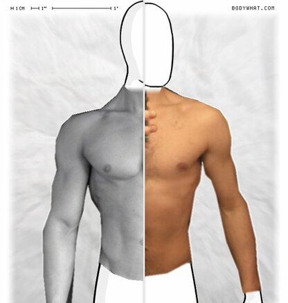 Torso Comparison
