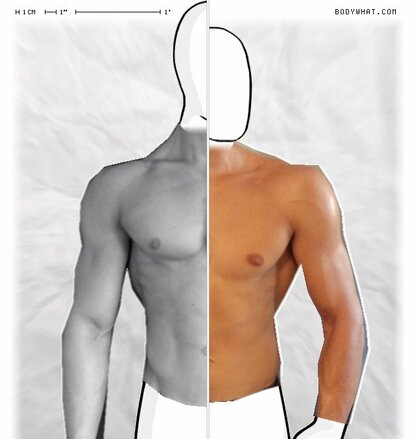 Torso Comparison