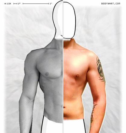 Torso Comparison