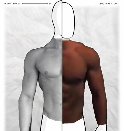 Torso Comparison