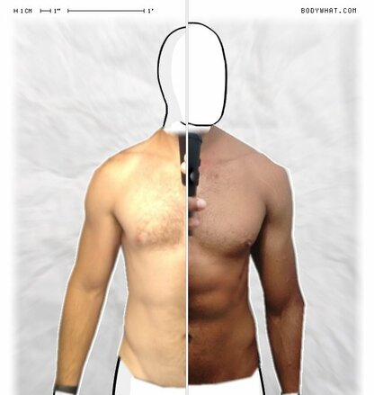 Torso Comparison