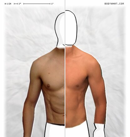 Torso Comparison