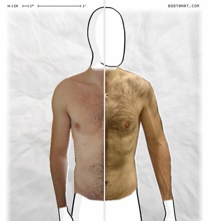 Torso Comparison