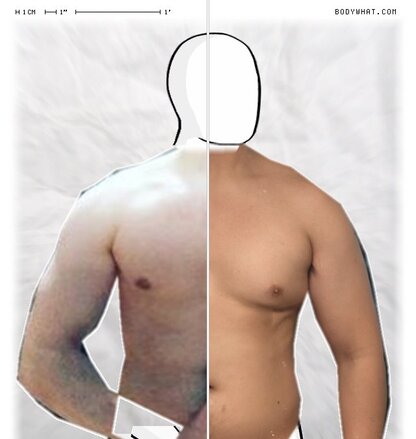 Torso Comparison