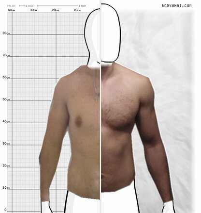 Torso Comparison