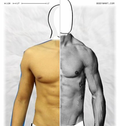 Torso Comparison