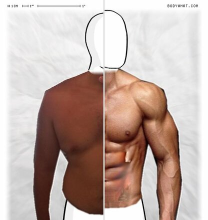 Torso Comparison