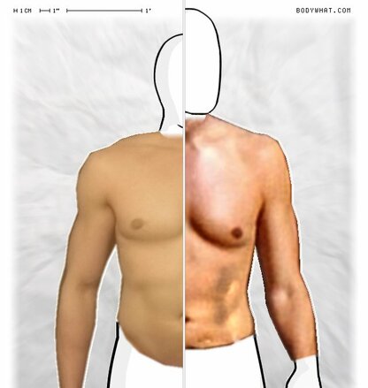 Torso Comparison