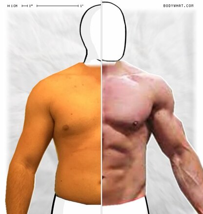 Torso Comparison