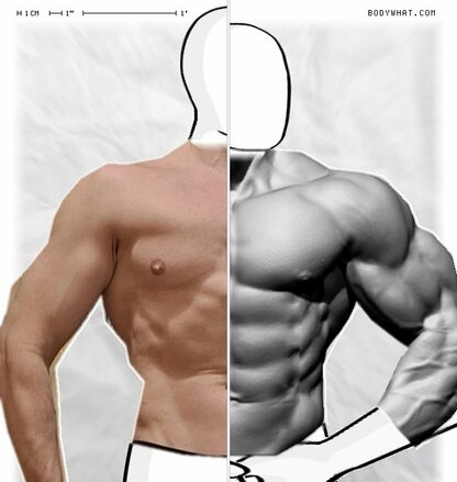 Torso Comparison