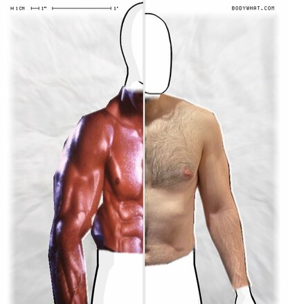 Torso Comparison