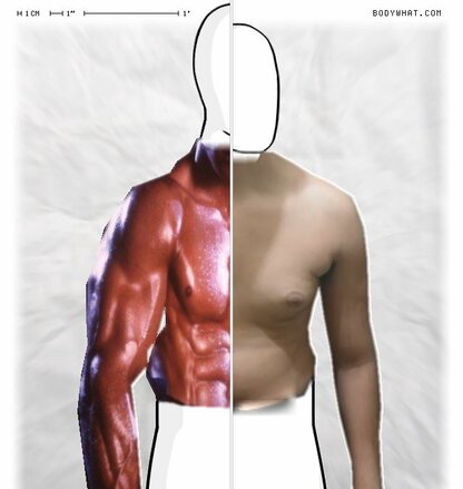 Torso Comparison