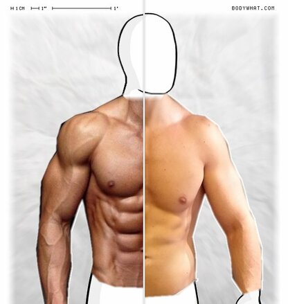 Torso Comparison