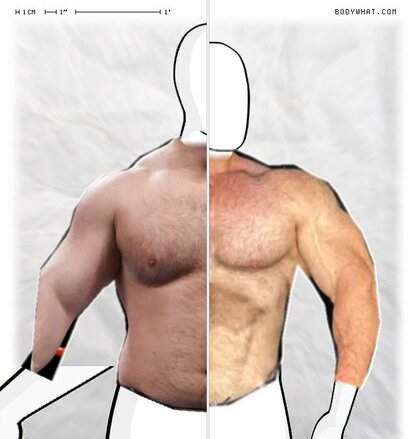 Torso Comparison