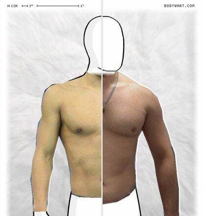 Torso Comparison