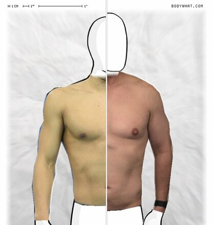 Torso Comparison