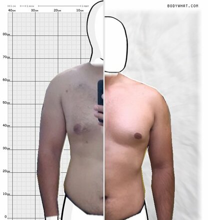 Torso Comparison