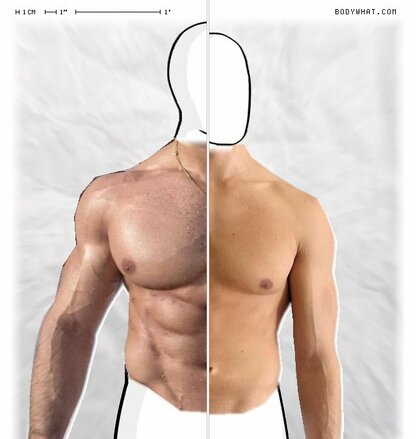 Torso Comparison