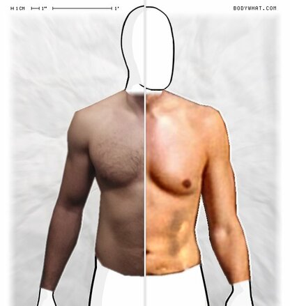 Torso Comparison