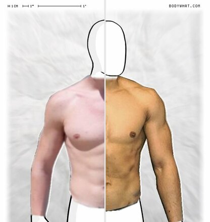 Torso Comparison