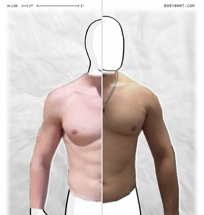 Torso Comparison