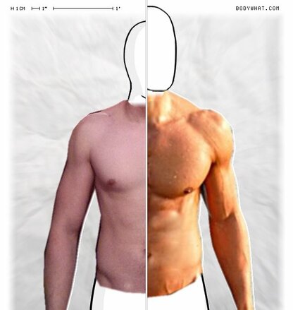 Torso Comparison