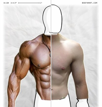 Torso Comparison