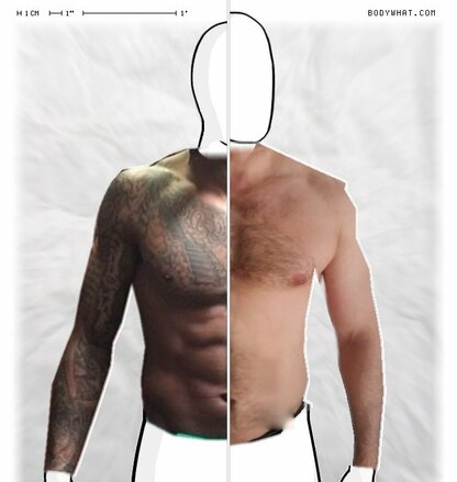 Torso Comparison