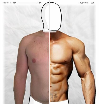 Torso Comparison