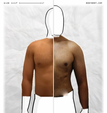 Torso Comparison