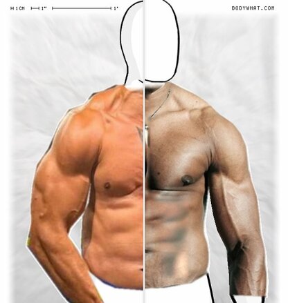 Torso Comparison