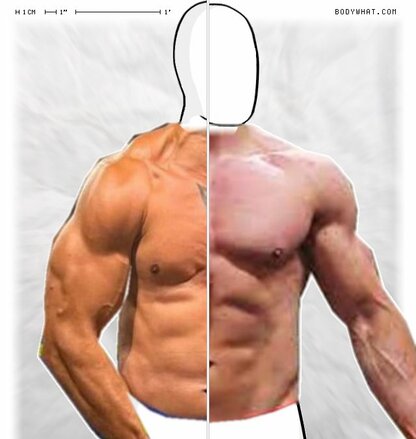 Torso Comparison