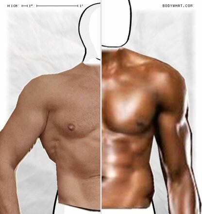 Torso Comparison