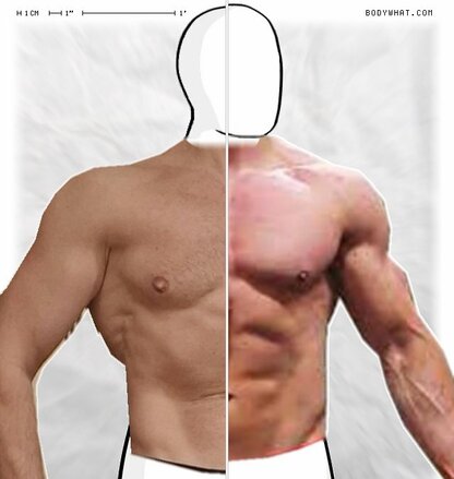 Torso Comparison