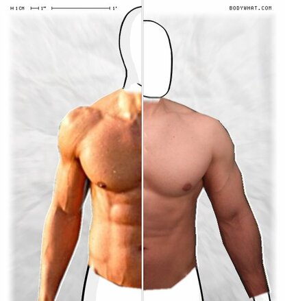 Torso Comparison