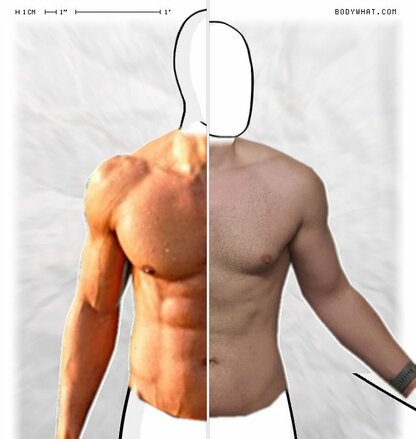 Torso Comparison