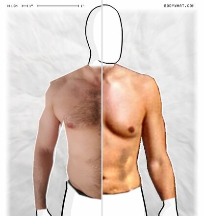 Torso Comparison